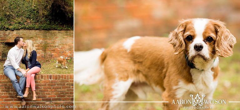 Dog Engagement Photos