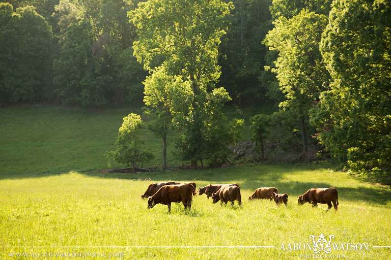 cow pasture pictures