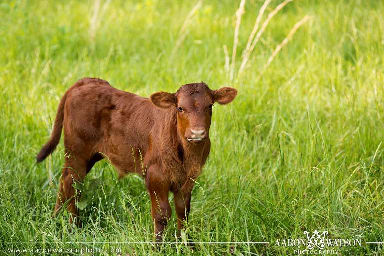 images of cows