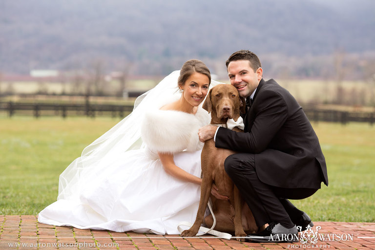 Dogs in wedding